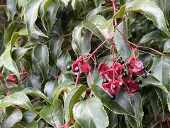 Staphylea japonica