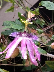 Passifloraceae
