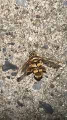 Milesia virginiensis