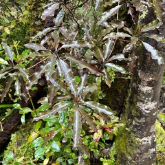 Quintinia serrata