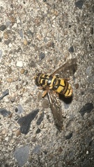 Milesia virginiensis