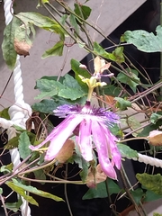 Passifloraceae