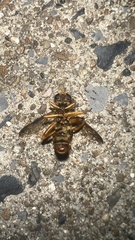 Milesia virginiensis