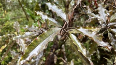 Quintinia serrata
