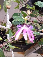 Passifloraceae