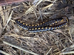 Asiomorpha coarctata