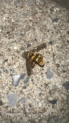 Milesia virginiensis