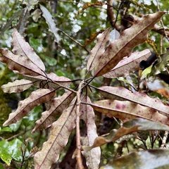 Quintinia serrata