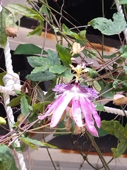 Passifloraceae