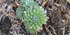 Sempervivum pittonii