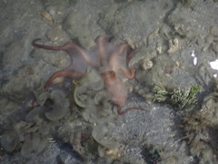 Callistoctopus dierythraeus