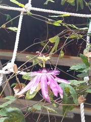 Passifloraceae