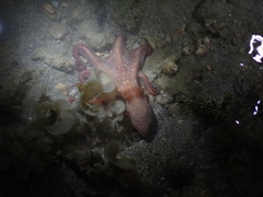 Callistoctopus dierythraeus