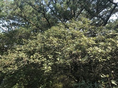 Quercus ilicifolia
