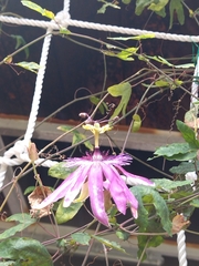 Passifloraceae