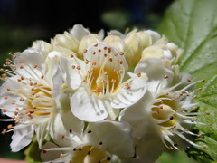 Physocarpus malvaceus