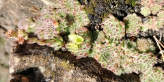 Sempervivum pittonii
