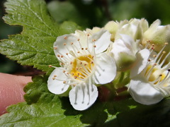Physocarpus malvaceus