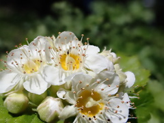 Physocarpus malvaceus