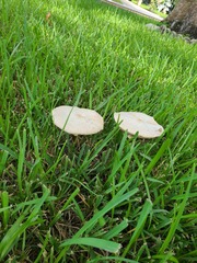 Chlorophyllum molybdites image