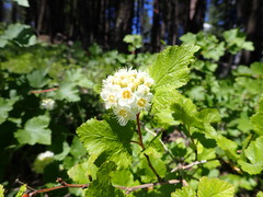 Physocarpus malvaceus