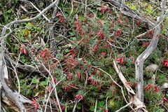 Stenanthera conostephioides
