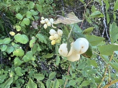 Symphoricarpos