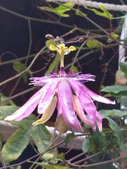Passifloraceae