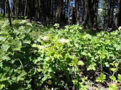 Physocarpus malvaceus