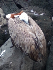 Pelecanus occidentalis urinator