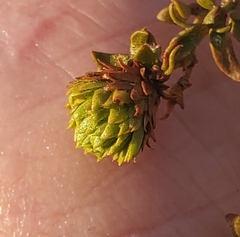 Asphondylia rosetta
