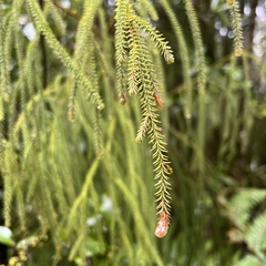 Dacrydium cupressinum