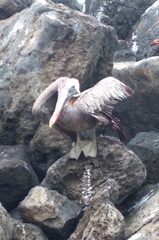 Pelecanus occidentalis urinator
