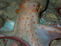 Callistoctopus dierythraeus