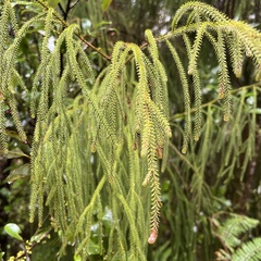 Dacrydium cupressinum