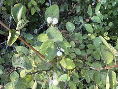 Symphoricarpos