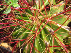 Hamatocactus hamatacanthus hamatacanthus