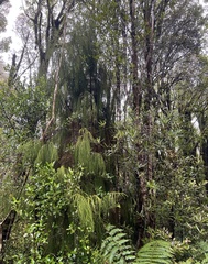 Dacrydium cupressinum