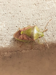 Pentatomoidea