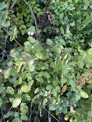 Symphoricarpos