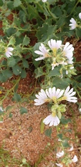 Scaevola