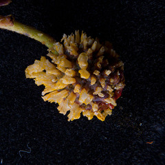 Gymnosporangium