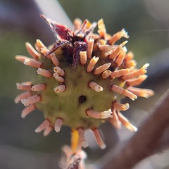 Gymnosporangium