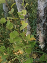 Betula humilis
