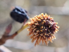 Gymnosporangium