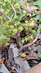 Drosera planchonii