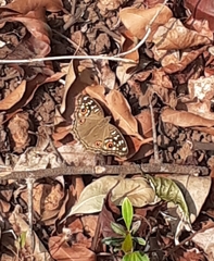 Junonia lemonias