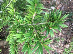 Podocarpus costalis