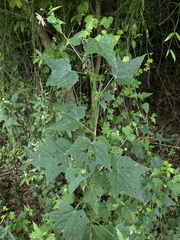 Kosteletzkya depressa