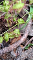 Drosera planchonii